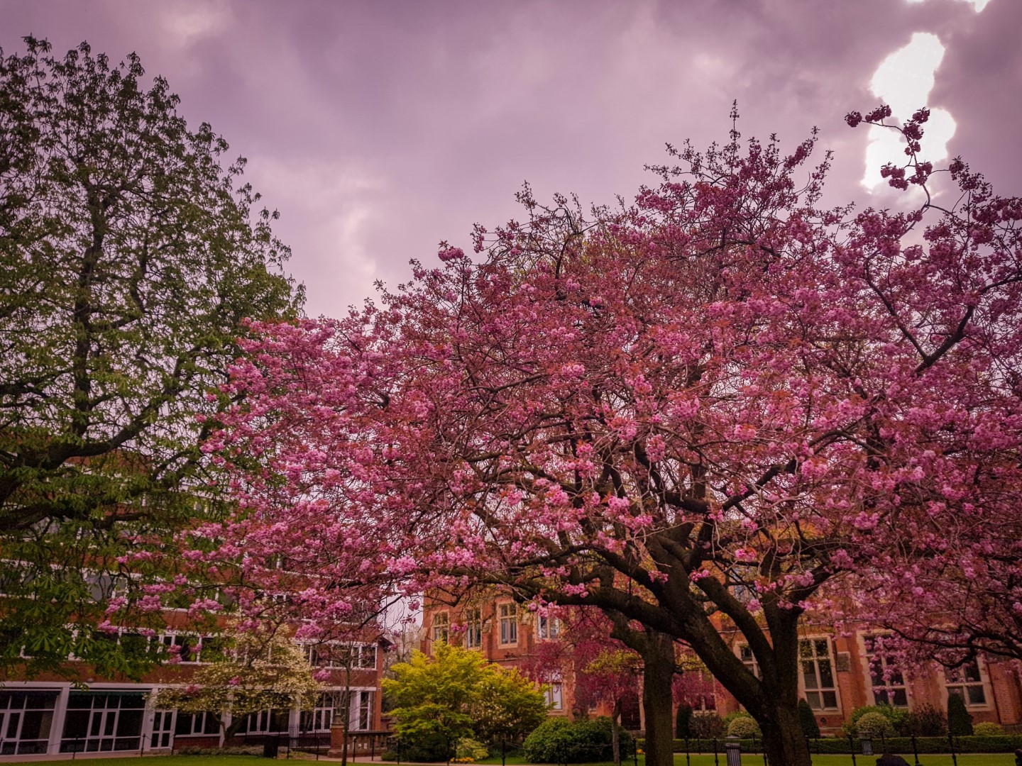 Cheery blossom tree at Queens University, Northern Ireland